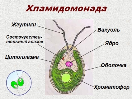 Chlammydomonas, cel mai mare portal de studiu