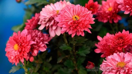 Chrysanthemum morifolium évelő ültetési és gondozási