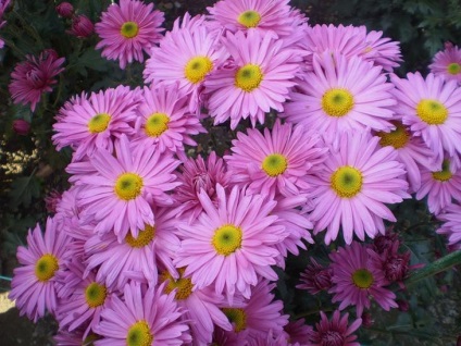 Chrysanthemum morifolium évelő ültetési és gondozási