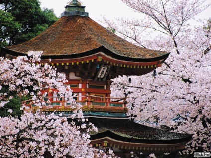 Turnul japonez de comori pagoda, miuki mikado • Japonia virtuală