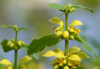 Árvacsalán (Zelenchuk sárga) használja az orvostudomány gyógynövények, kerti dísz, gyógyszer tulajdonságait, ültetés és