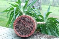 Yucca filamentos