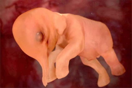 Embrionii animale de unde începe viața