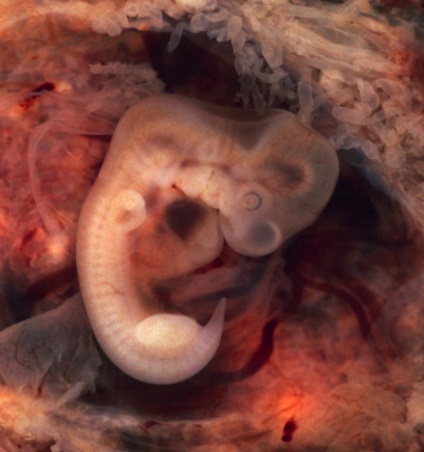 Embrionii animale de unde începe viața
