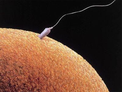 A második terhesség előtt, sperma és a petesejt - Bishkek női magazin