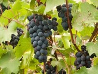 Védelme szőlőt éjjel a tavaszi fagyok, kertész (tanya)