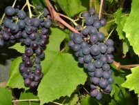 Védelme szőlőt éjjel a tavaszi fagyok, kertész (tanya)