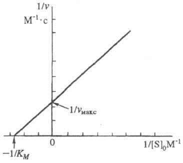 Dependența ratei de reacție enzimatică la concentrația substratului