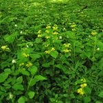 Zelenchuk descrierea galbenă (clară) a plantei, plantarea și îngrijirea, aplicarea ierburilor, proprietățile medicinale,