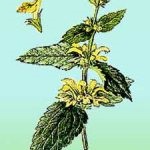 Zelenchuk sárga (árvacsalán) leírása növények, telepítése és karbantartása, a gyógynövények használata, gyógyszer tulajdonságait,