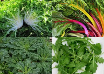 Zöld leveles zöldségek lassítja az anyagcserét és az élet meghosszabbítása