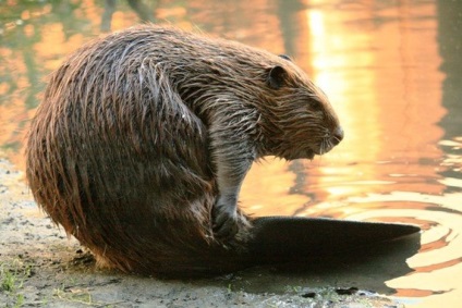 Animale-eroi care au salvat vieți (15 fotografii) - Trinity