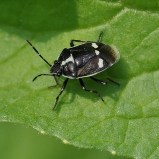 Beetles - dăunători de plante fotografii de insecte dăunători de gradina si gradina de legume și descrierea lor