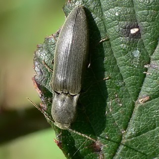 Beetles - dăunători de plante fotografii de insecte dăunători de gradina si gradina de legume și descrierea lor