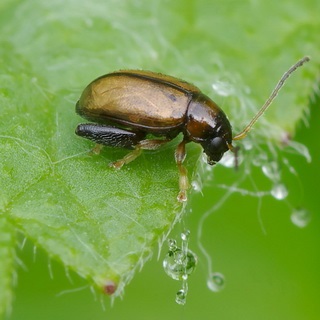 Beetles - dăunători de plante fotografii de insecte dăunători de gradina si gradina de legume și descrierea lor