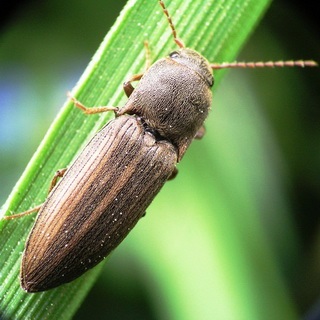 Beetles - dăunători de plante fotografii de insecte dăunători de gradina si gradina de legume și descrierea lor