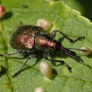 Beetles - dăunători de plante fotografii de insecte dăunători de gradina si gradina de legume și descrierea lor