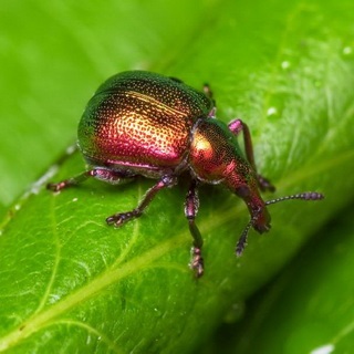 Beetles - dăunători de plante fotografii de insecte dăunători de gradina si gradina de legume și descrierea lor