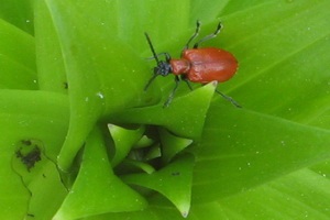 Beetles - dăunători de plante fotografii de insecte dăunători de gradina si gradina de legume și descrierea lor