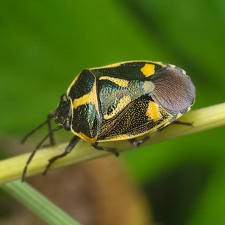 Beetles - dăunători de plante fotografii de insecte dăunători de gradina si gradina de legume și descrierea lor