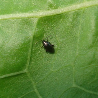 Beetles - dăunători de plante fotografii de insecte dăunători de gradina si gradina de legume și descrierea lor