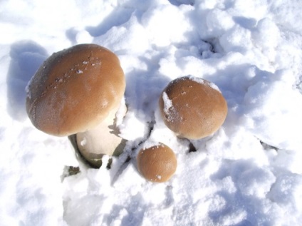 Téli gombát és miért ne gyűjtsön gombát a tél!