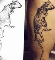 Înțeles rat tattoo meaning, story, photo, sketches of drawings