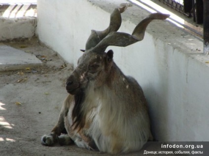 Gradina zoologica din Dokuchaevsk, Donetsk istorie, evenimente, fapte - site despre Donetsk și istoria sa