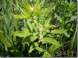 Zyuznik plantele medicinale europene