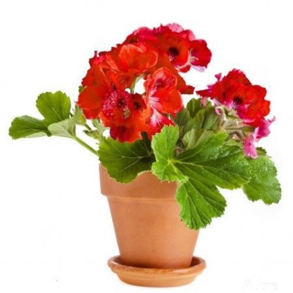 10. A leghasznosabb növény a ház - növények, virágok, szobanövények