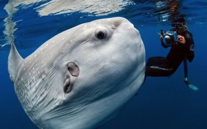 10 Cele mai ciudate creaturi marine - factum