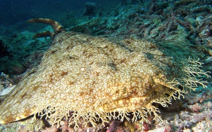 10 legbizarrabb tengeri lények - faktrum