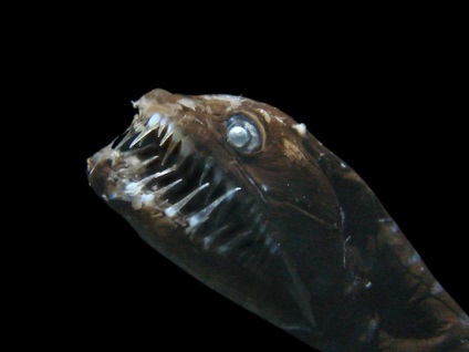 10 Cele mai ciudate creaturi marine - factum