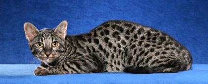 11 legdrágább fajta macska, creu