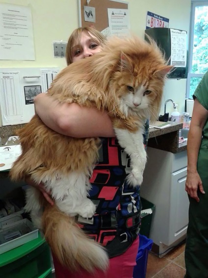 25 pisici Maine Coon care te vor convinge ca pisica ta este foarte mica