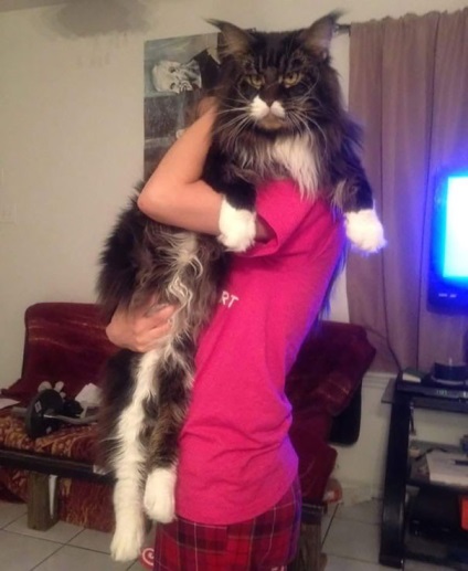 25 pisici Maine Coon care te vor convinge ca pisica ta este foarte mica