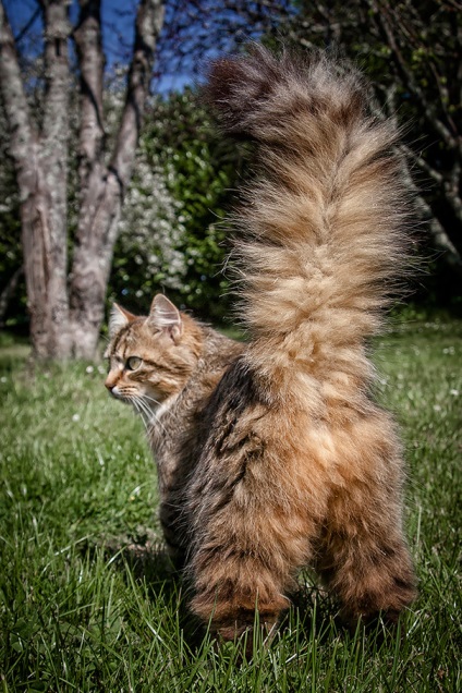 25 pisici Maine Coon care te vor convinge ca pisica ta este foarte mica