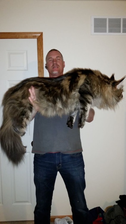 25 pisici Maine Coon care te vor convinge ca pisica ta este foarte mica