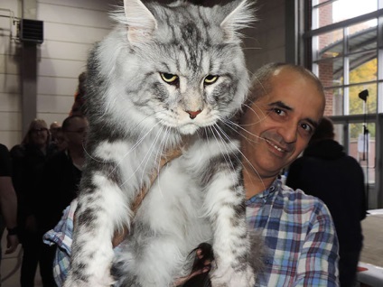 25 pisici Maine Coon care te vor convinge ca pisica ta este foarte mica