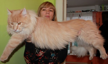 25 pisici Maine Coon care te vor convinge ca pisica ta este foarte mica