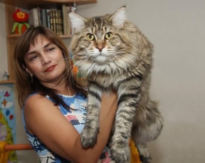 25 pisici Maine Coon care te vor convinge ca pisica ta este foarte mica