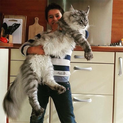 25 pisici Maine Coon care te vor convinge ca pisica ta este foarte mica