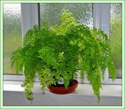 Adiantum (adiantum)