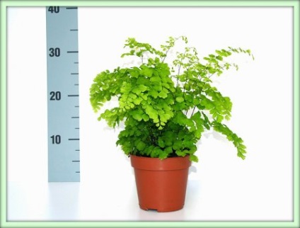 Adiantum (adiantum)