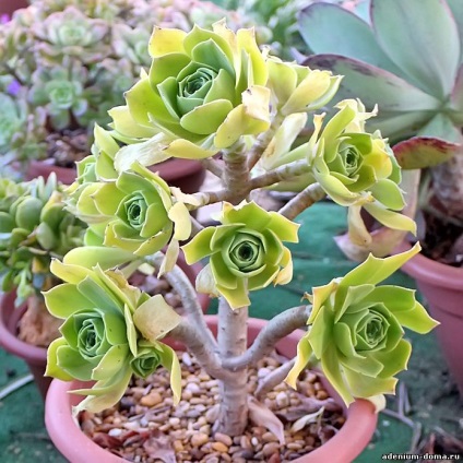 Aeonium balsamiferum (eionium) - magazin online - adeniu acasă din semințe în plante