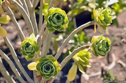 Aeonium balsamiferum (eionium) - magazin online - adeniu acasă din semințe în plante