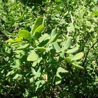 Acacia sárga (Caragana arborescens) leírása, összetétele és hasznos tulajdonságokkal