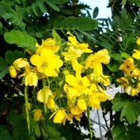 Acacia sárga (Caragana arborescens) leírása, összetétele és hasznos tulajdonságokkal