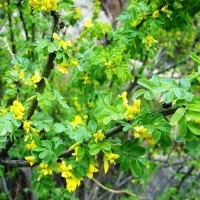 Acacia sárga (Caragana arborescens) leírása, összetétele és hasznos tulajdonságokkal