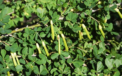 Acacia sárga (Caragana arborescens) leírása, összetétele és hasznos tulajdonságokkal